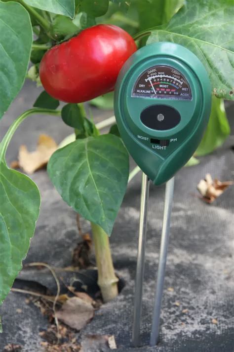 Dried Tomato moisture meter|moisture level for tomato plants.